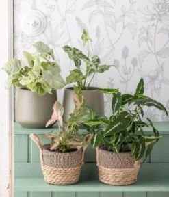 Purpurtute - Syngonium Podophyllum 'Mottled'