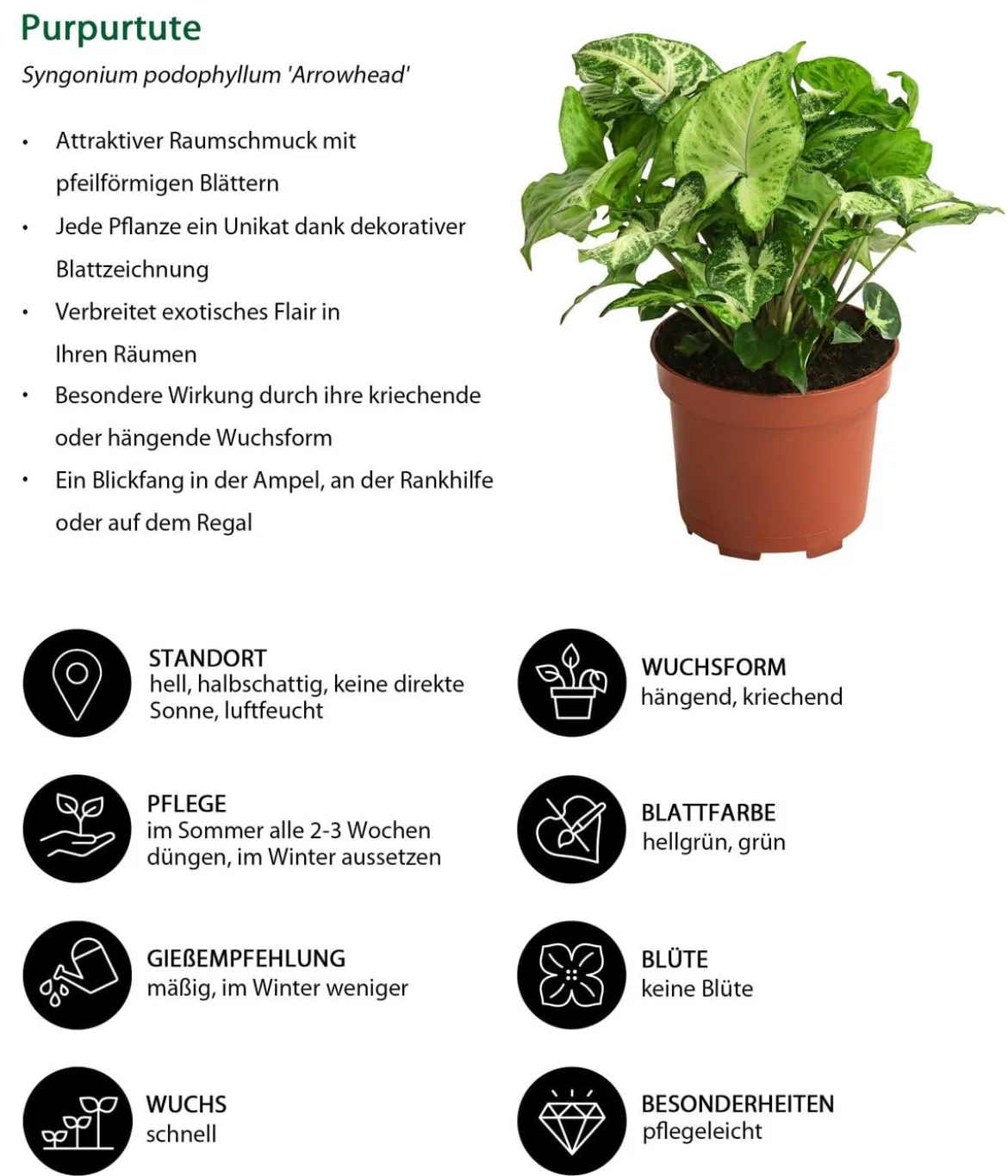 Purpurtute - Syngonium podophyllum 'Arrowhead'