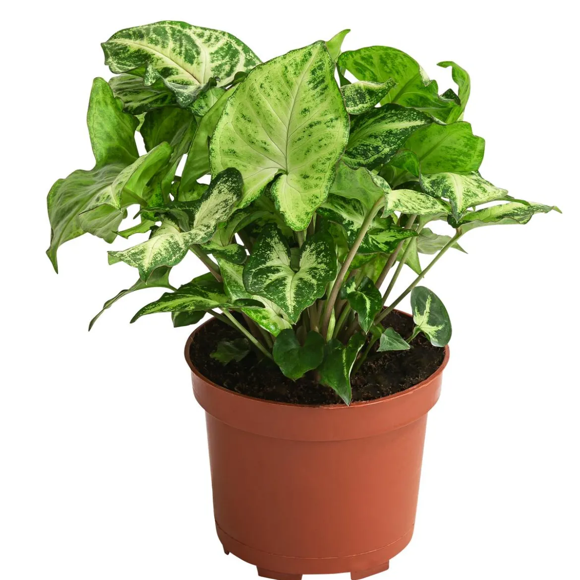 Purpurtute - Syngonium podophyllum 'Arrowhead'