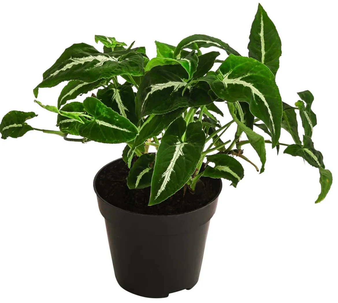 Purpurtute - Syngonium 'Wendlandii'