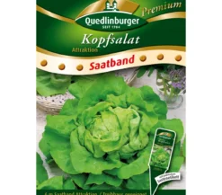 Quedlinburger Saatband Kopfsalat 'Attraktion'