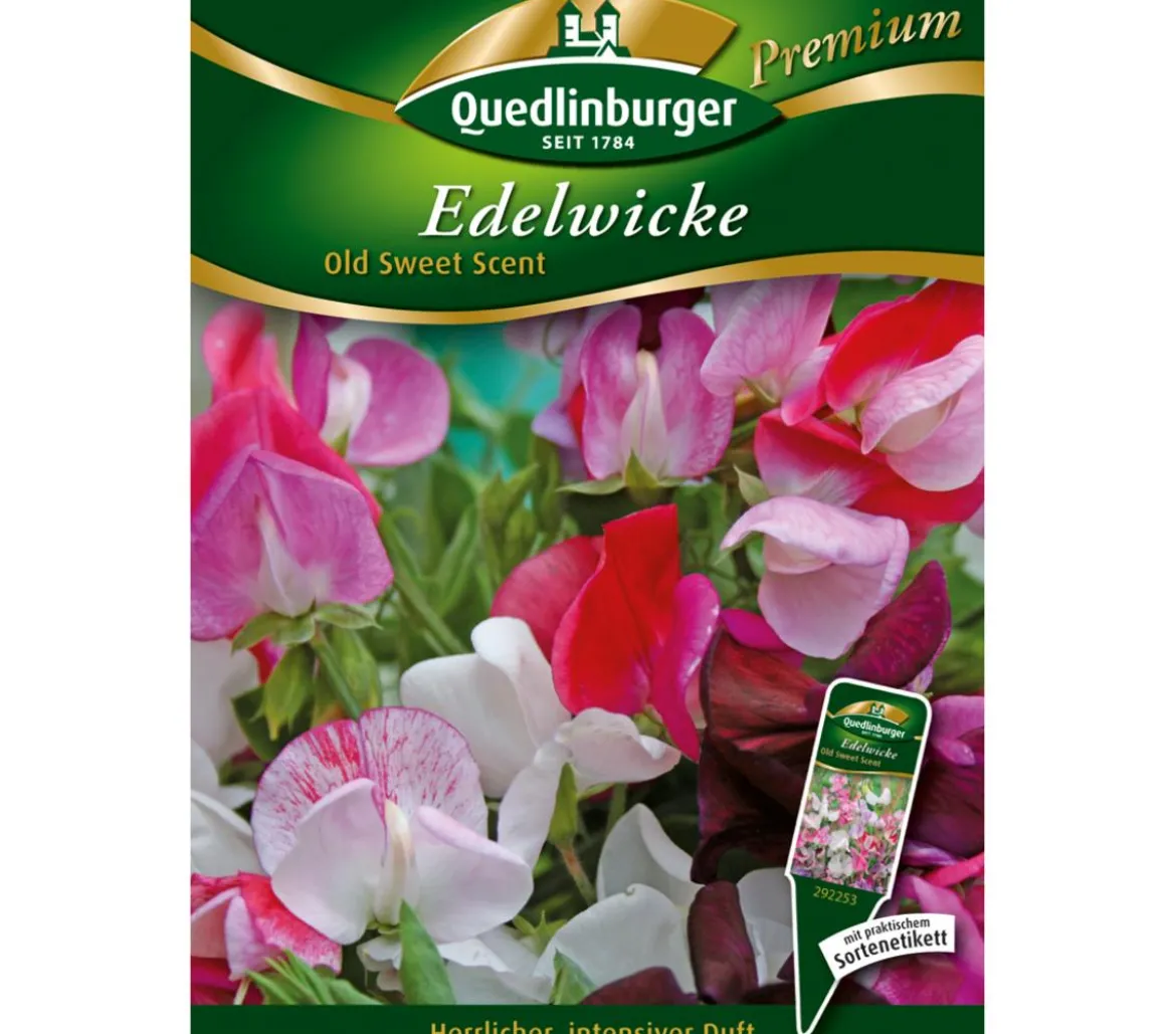 Quedlinburger Samen Edelwicke 'Old Sweet Scent'