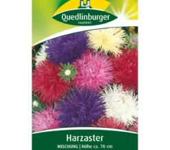 Quedlinburger Samen Harzaster 'Mischung'
