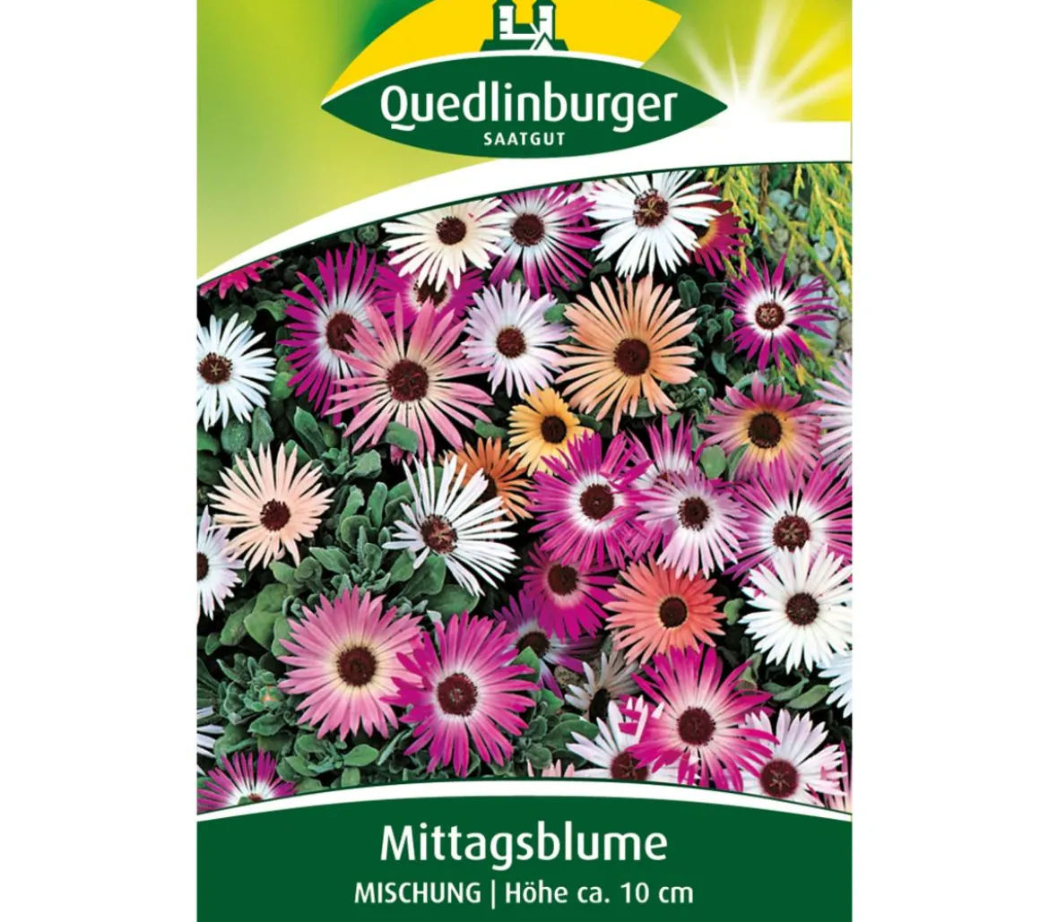 Quedlinburger Samen Mittagsblume 'Mischung'