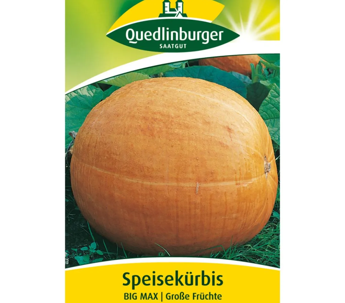 Quedlinburger Samen Speisekürbis 'Big Max'