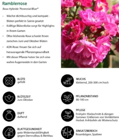 Ramblerrose 'Perennial Blue®'