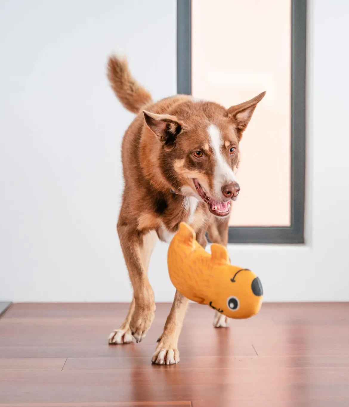 Red Dingo Hundespielzeug DURABLES Toys Wombat