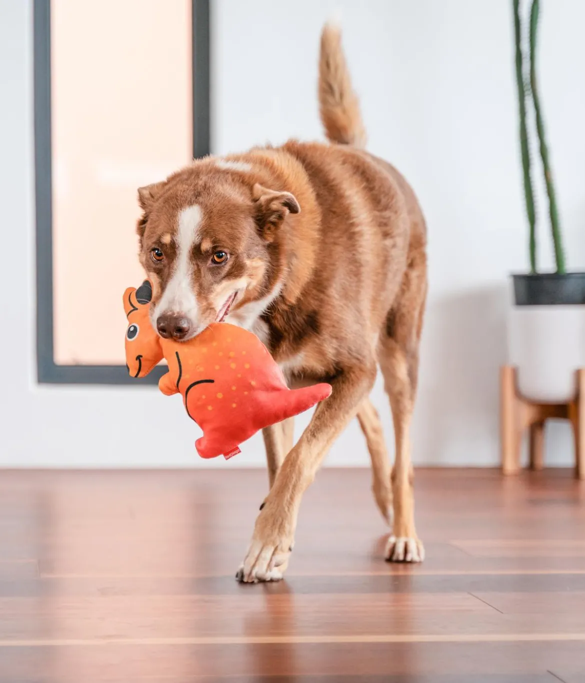 Red Dingo Hundespielzeug DURABLES Toys Känguru