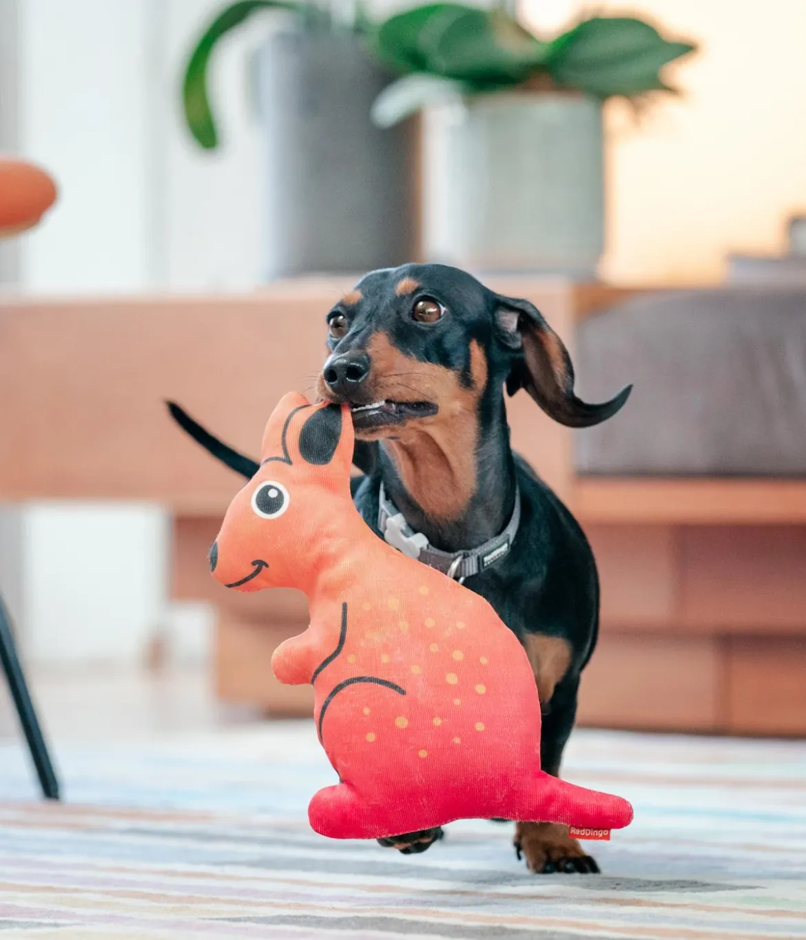 Red Dingo Hundespielzeug DURABLES Toys Känguru