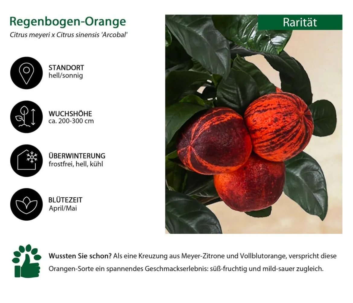 Regenbogen-Orange 'Arcobal'