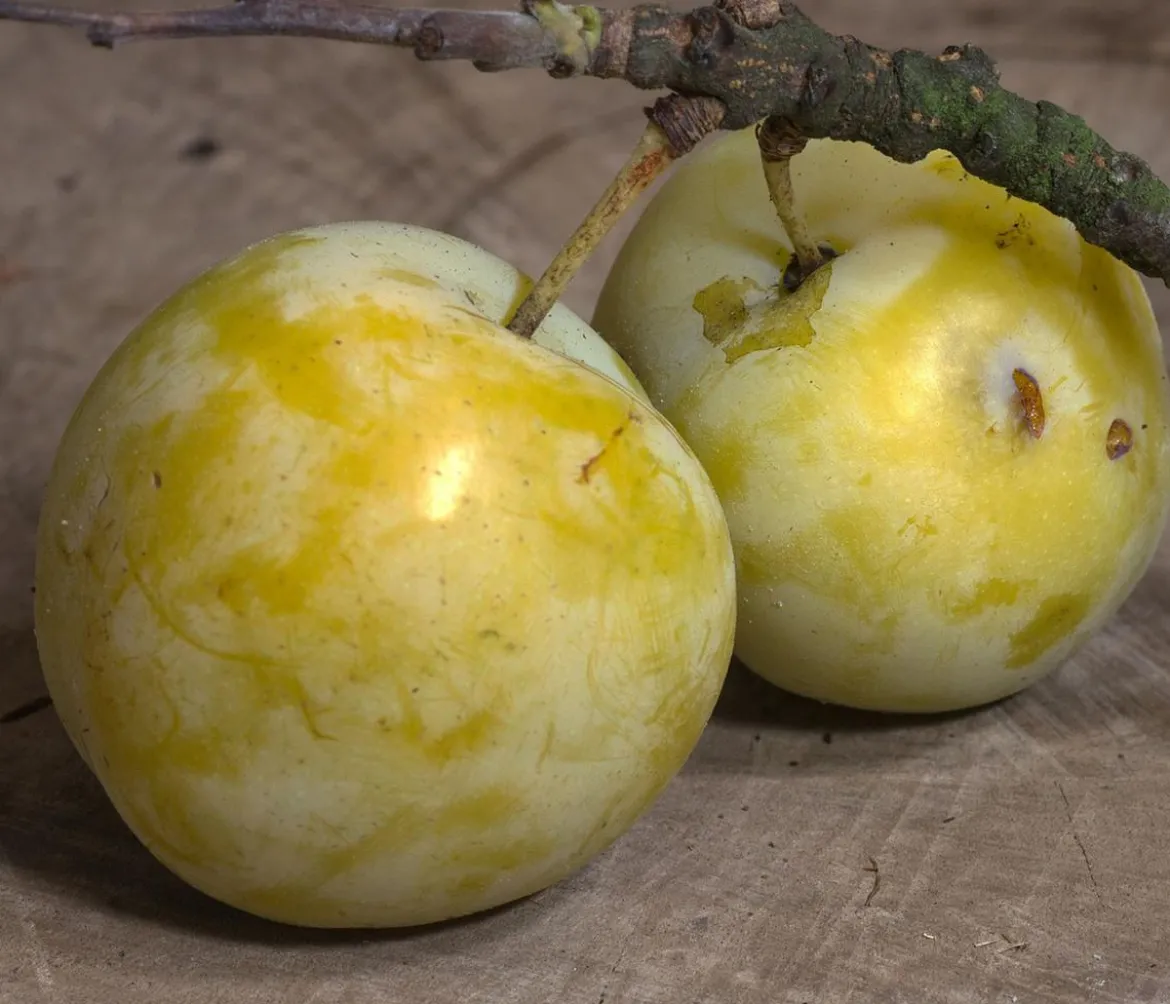 Reneklode 'Oullins Reneklode'