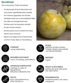 Reneklode 'Oullins Reneklode'