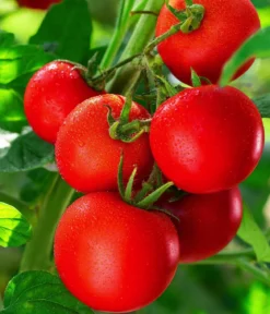 Resistente Tomate, rundfruchtig