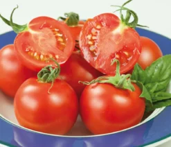 Resistente Tomate, rundfruchtig