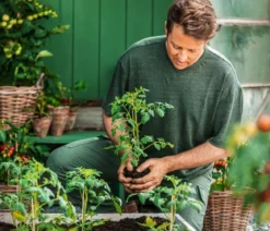 Resistente Tomate, rundfruchtig