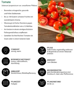 Resistente Tomate, rundfruchtig