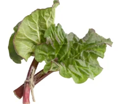 Rhabarber