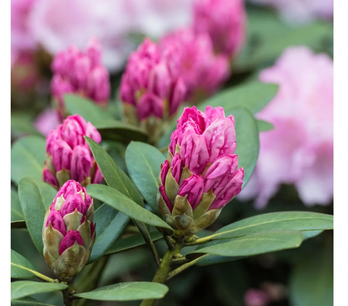 Rhododendron
