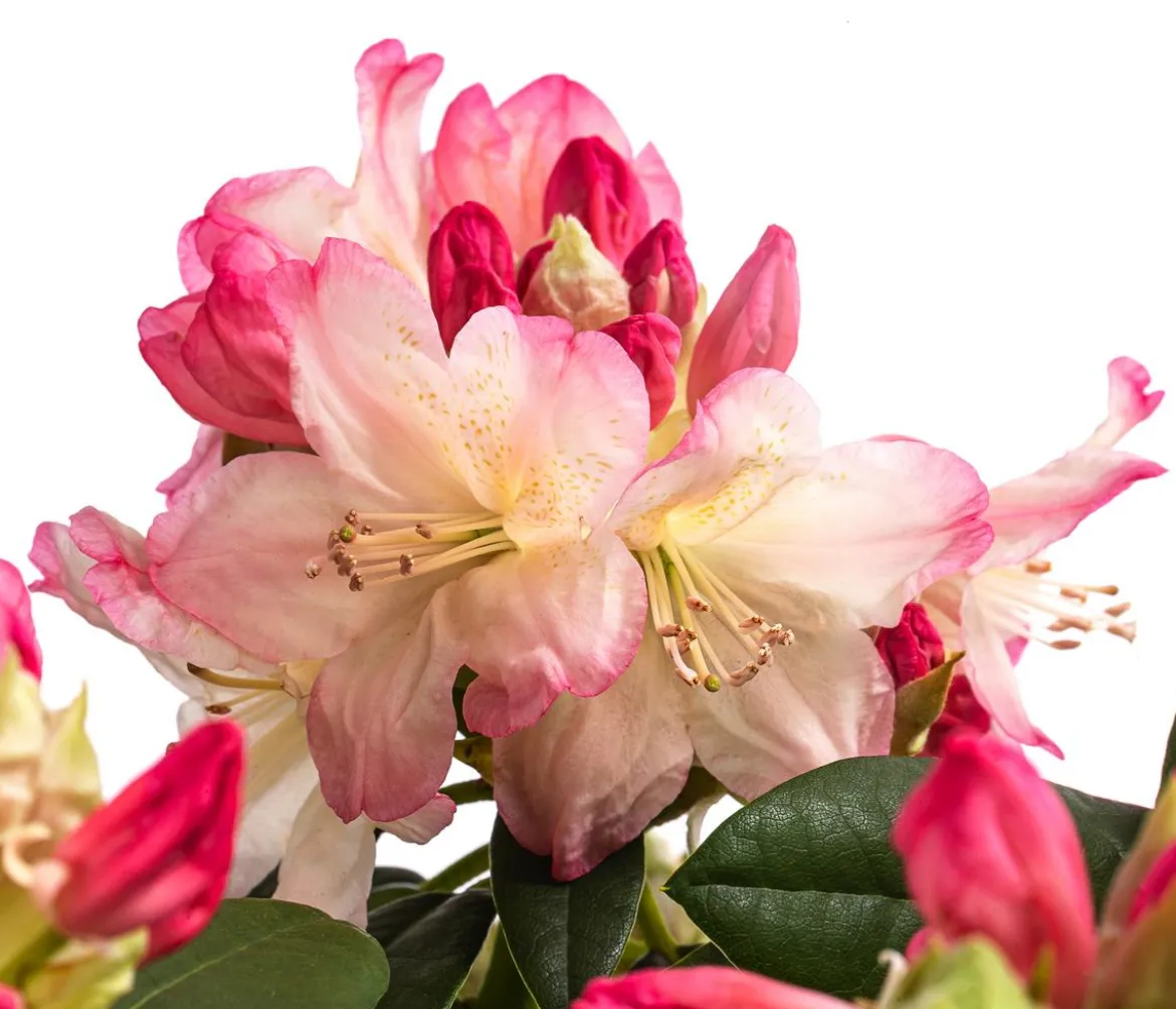 Rhododendron