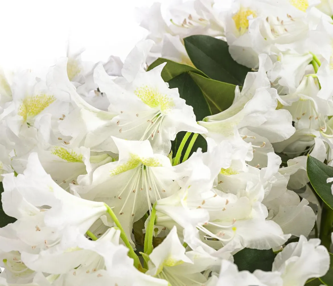 Rhododendron
