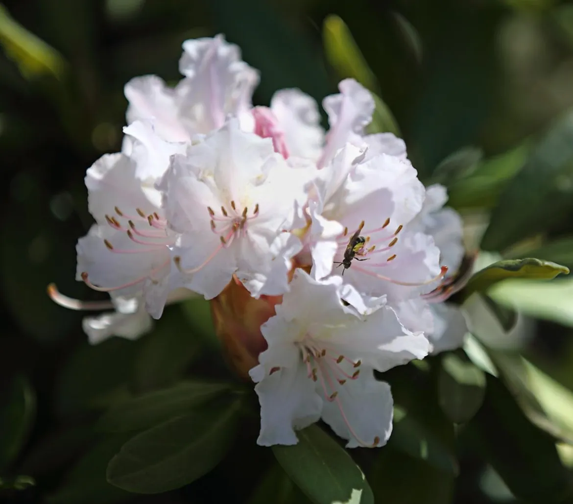 Rhododendron