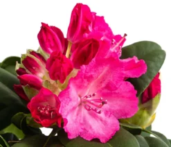 Rhododendron