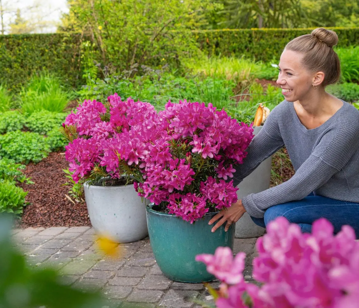 Rhododendron Grazeasy® Dark Pink