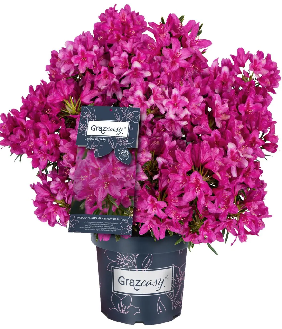 Rhododendron Grazeasy® Dark Pink