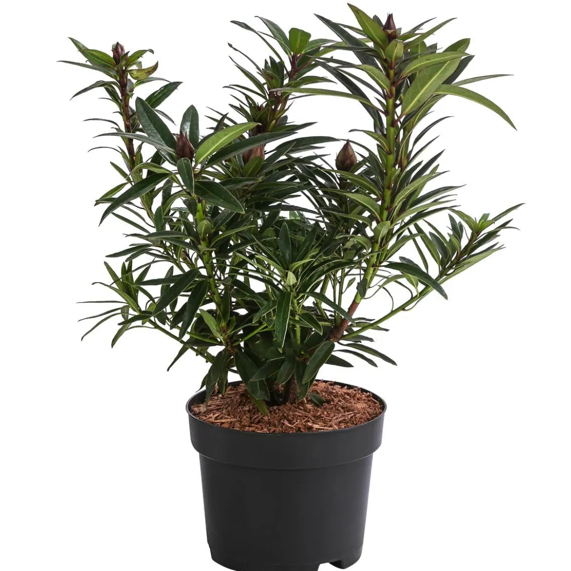 Rhododendron 'Graziella'