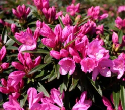 Rhododendron 'Graziella'