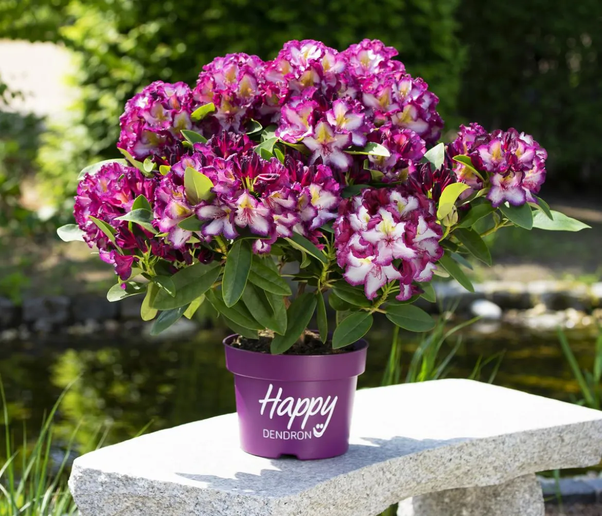 Rhododendron HAPPYdendron® Pushy Purple
