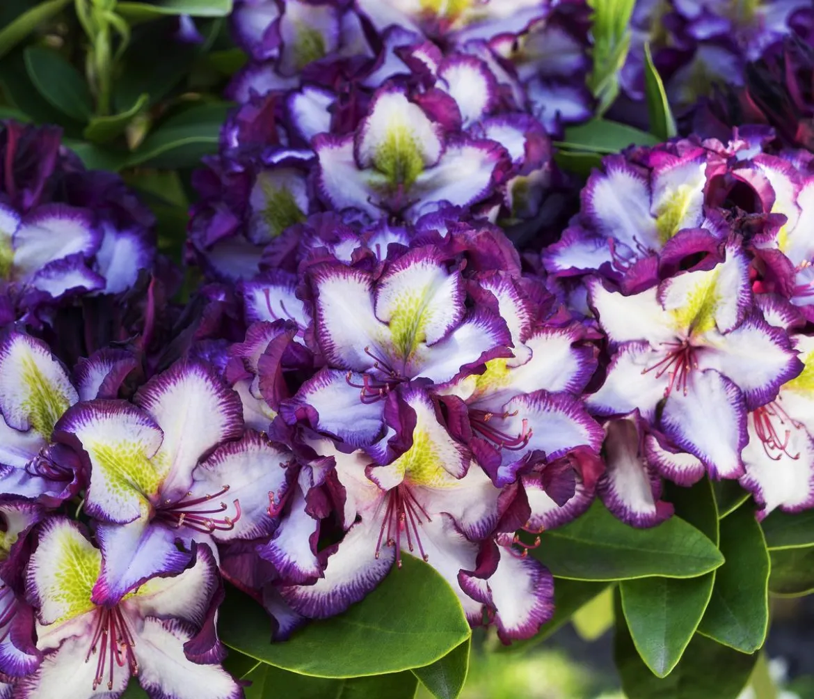 Rhododendron HAPPYdendron® Pushy Purple