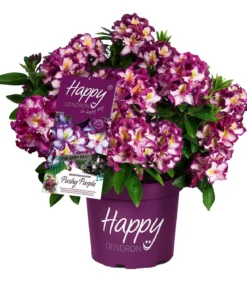 Rhododendron HAPPYdendron® Pushy Purple