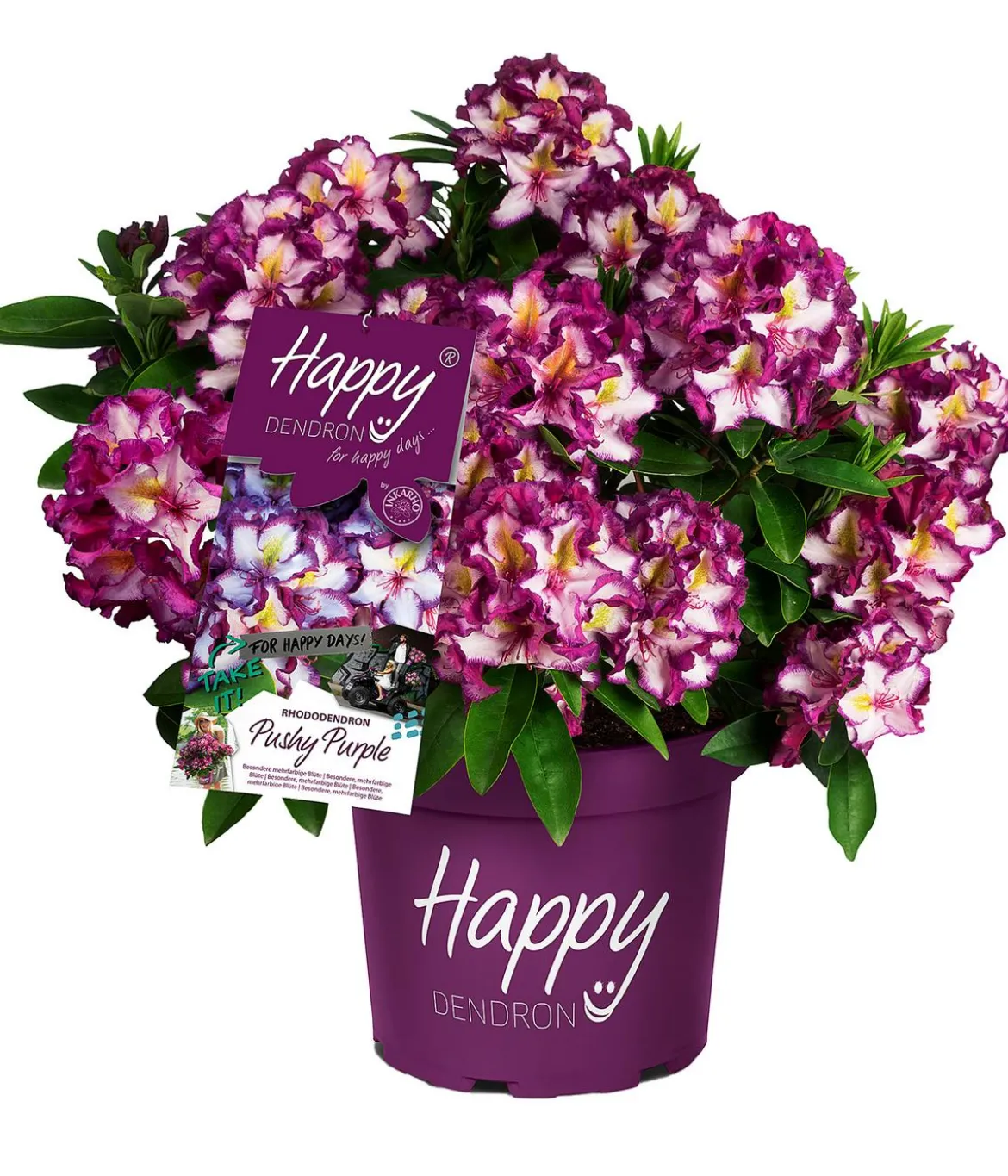 Rhododendron HAPPYdendron® Pushy Purple
