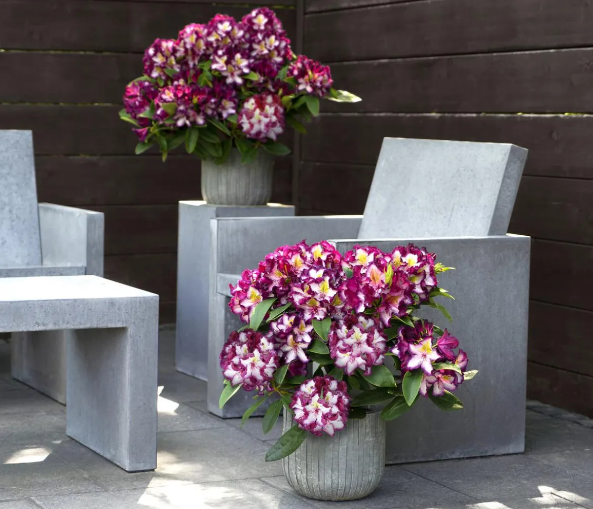 Rhododendron HAPPYdendron® Pushy Purple