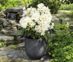 Rhododendron Inkarho® 'Dufthecke', verschiedene Sorten