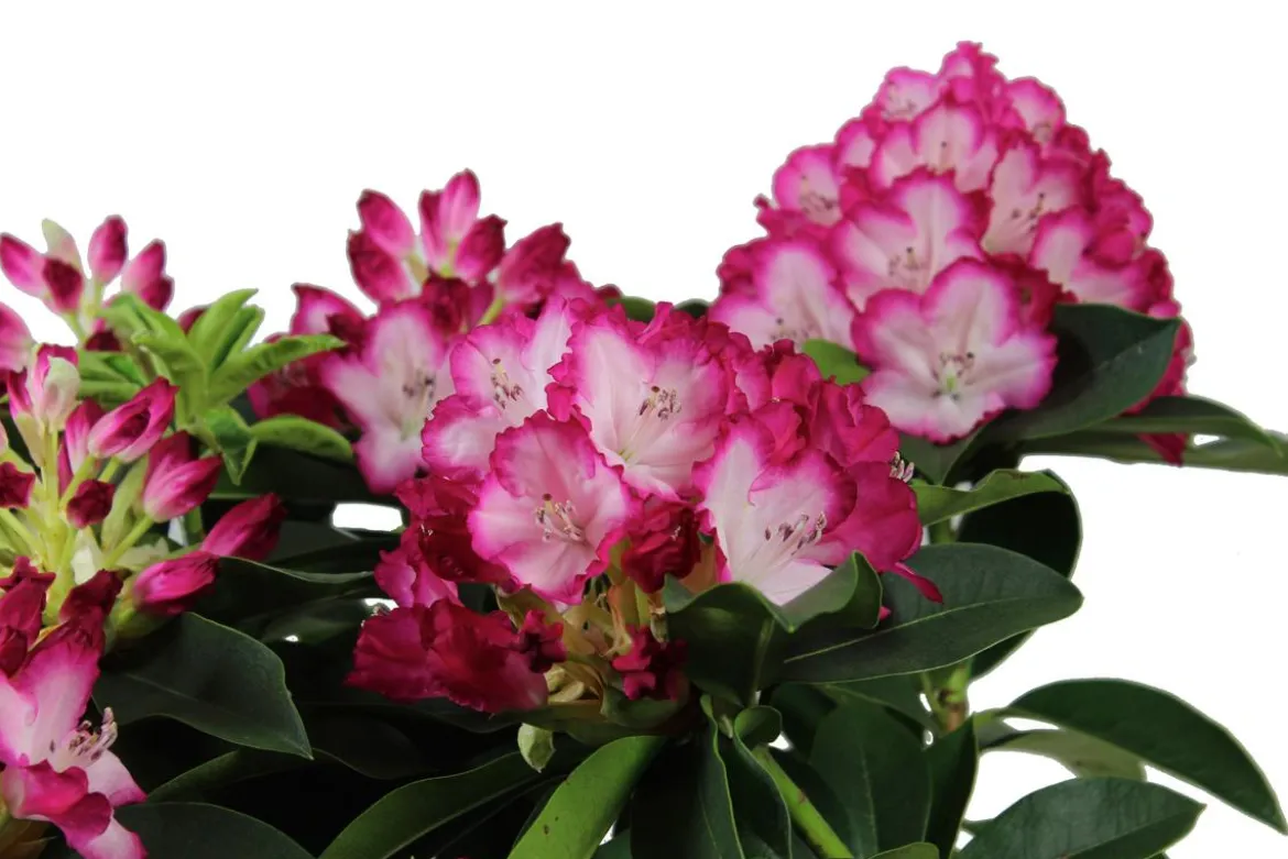 Rhododendron 'Mega'