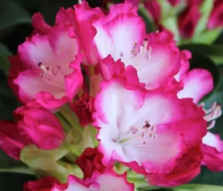 Rhododendron 'Mega'