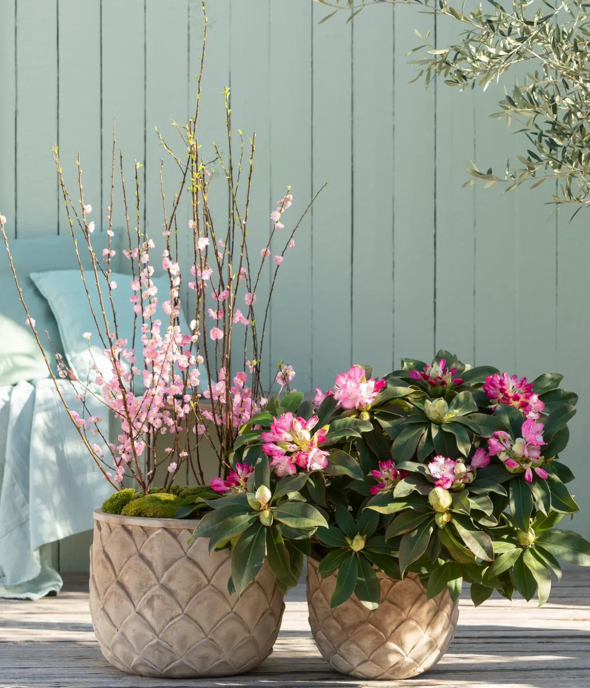 Rhododendron 'Mega'