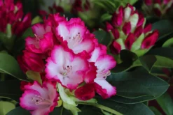 Rhododendron 'Mega'