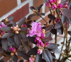 Rhododendron 'P. J. Mezitt'