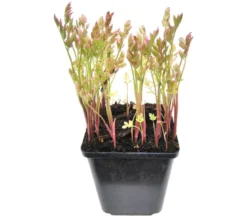 Röhriger Wasserfenchel 'Flamingo'