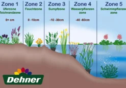 Röhriger Wasserfenchel 'Flamingo'