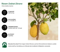 Riesen-Zedrat-Zitrone