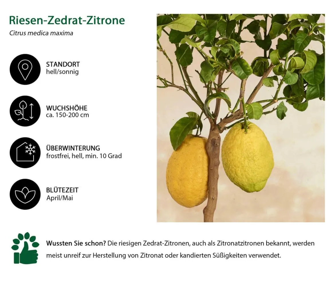 Riesen-Zedrat-Zitrone
