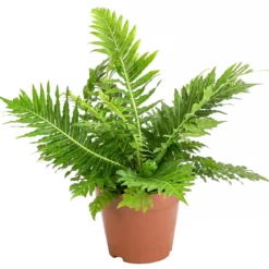 Rippenfarn - Blechnum gibbum