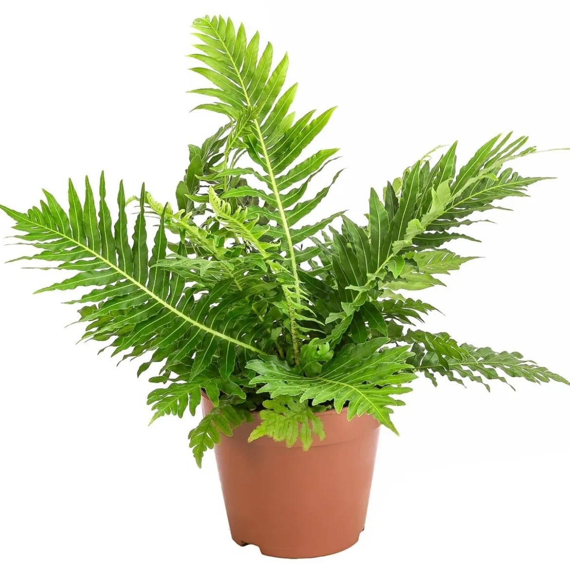 Rippenfarn - Blechnum gibbum