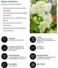 Rispen-Hortensie 'Limelight®'