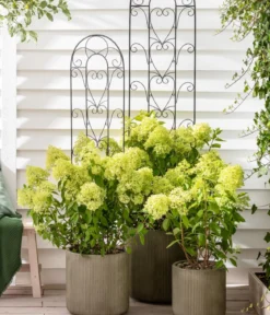 Rispen-Hortensie 'Limelight®'