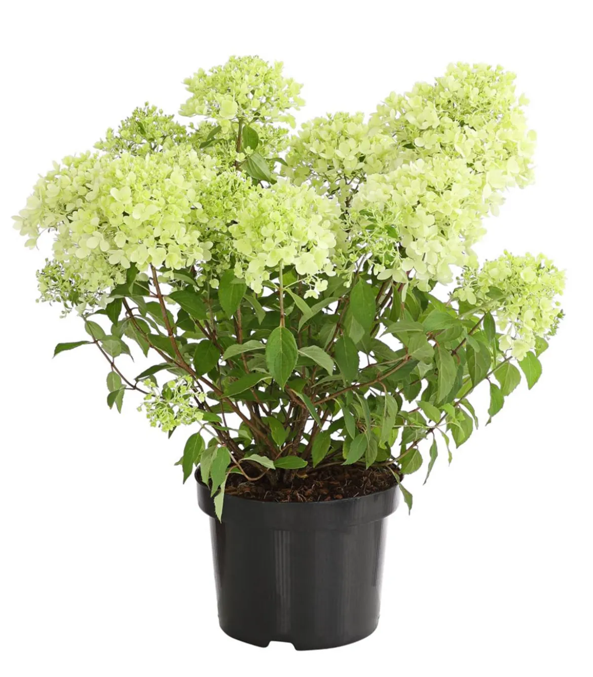 Rispen-Hortensie 'Magical Candle'